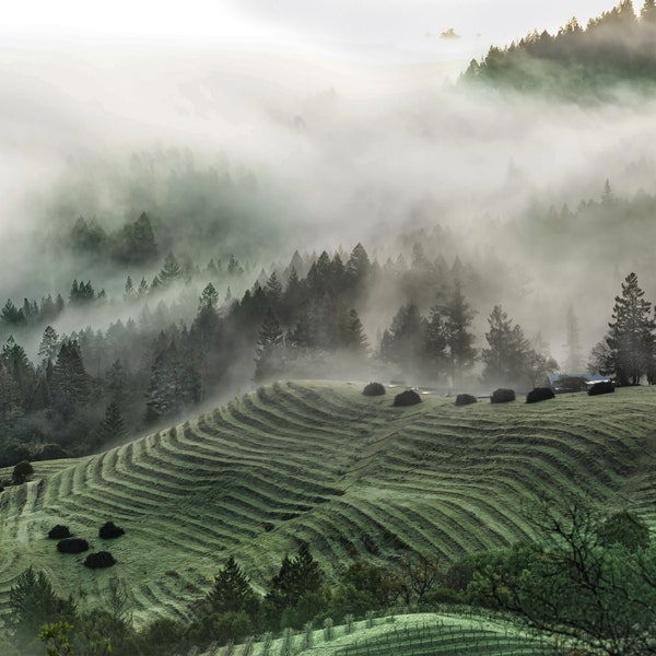 Sterling Winery's Diamond Mountain Vineyards on a Foggy Morning in Napa Valley. Ease of Calistoga, high elevation steep terraced vineyard.