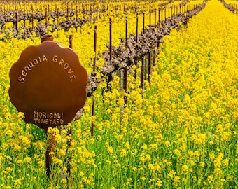 Morisoli Vineyard with Mustard in Full Golden Bloom. This is the specific vineyard block of Cabernet for Sequoia Grove Winery in Napa Valley