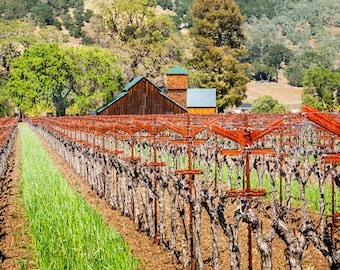Fine Art Giclee Print or Metal Print of Ulysses Vineyard. A Chrisitan Moueix vineyard who is famous for Dominus and the Napanook vineyard.