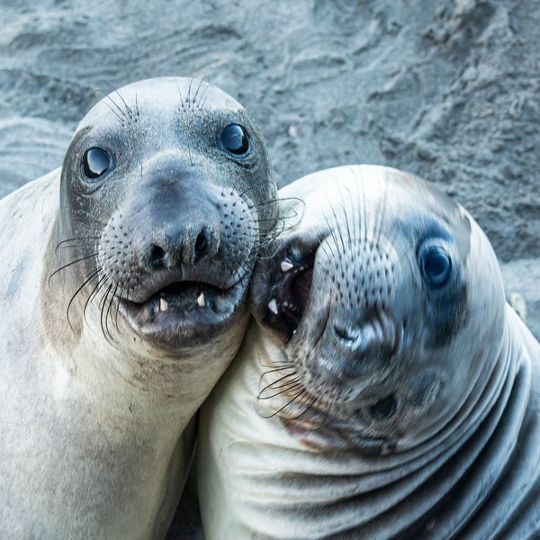 Two Cute Elephant Seals Mugging for the Camera Metal Print or Paper Print