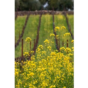 Mustards in Full Bloom in Napa Valley in Napa Valley. Rutherford on Niebaum Lane in Napa Valley showing Coppola Vineyard in background.