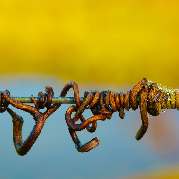 Fine Art Prints Macro Grapevine Parts Collection. Macro Photograph of Grapevine Tendrils on a Wire. Print is not matted or framed.