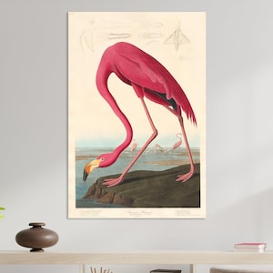 Pink American Flamingo 1838 Wall Art, Huge Canvas Wall Decor, John James Audubon Art, Pink American Flamingo Canvas, Flamingo by Audubon