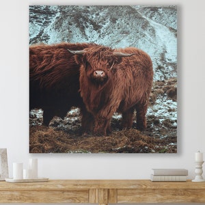 Highland Cow, Huge Canvas Home Decor, Highland Cattle Canvas, Highland Cow Wall Art, Nature, Animals,