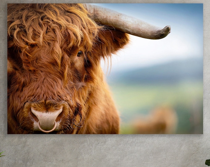 Highland Cattle