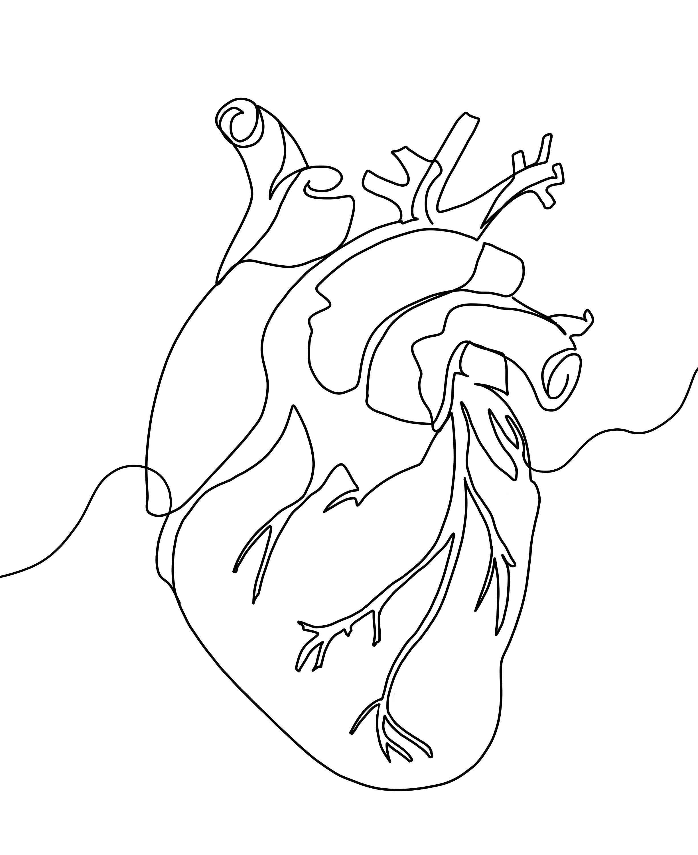 Minimalist Line Art Anatomical Heart Digital Download Etsy Canada