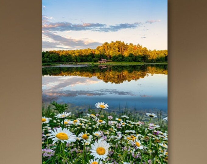 Daises - Cuyahoga Valley National Park | Virginia Kendall Lake | Akron | Cleveland | Gift for Her | Mothers Day Gift | Flower Wall Decor