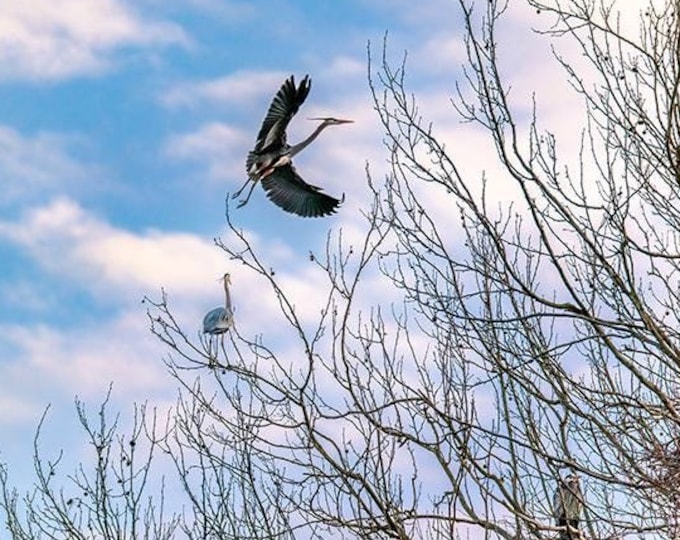 Return of the Great Blue Herons | Cuyahoga Valley National Park | Ohio | Cleveland | Akron | National Park Art | CVNP | Birding | Bird Art