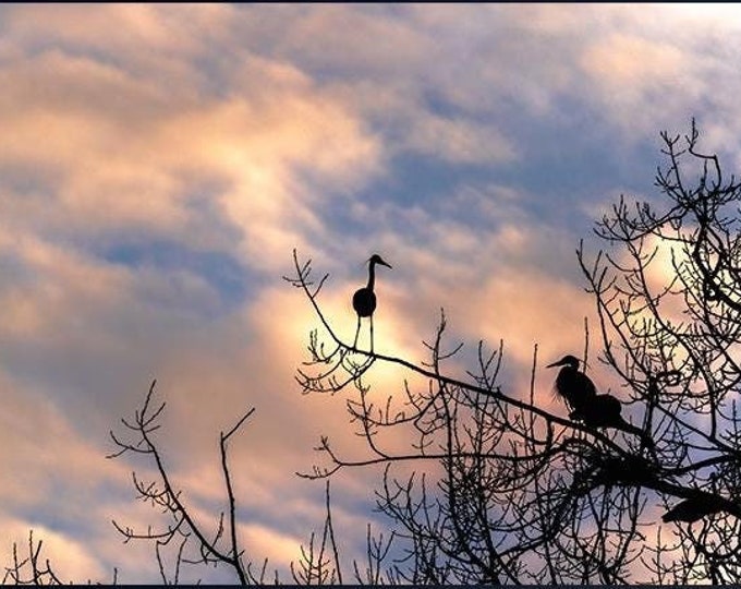 Return of the Great Blue Herons 2 | Cuyahoga Valley National Park | Ohio | Cleveland | Akron | National Park Art | CVNP | Birding | Bird Art