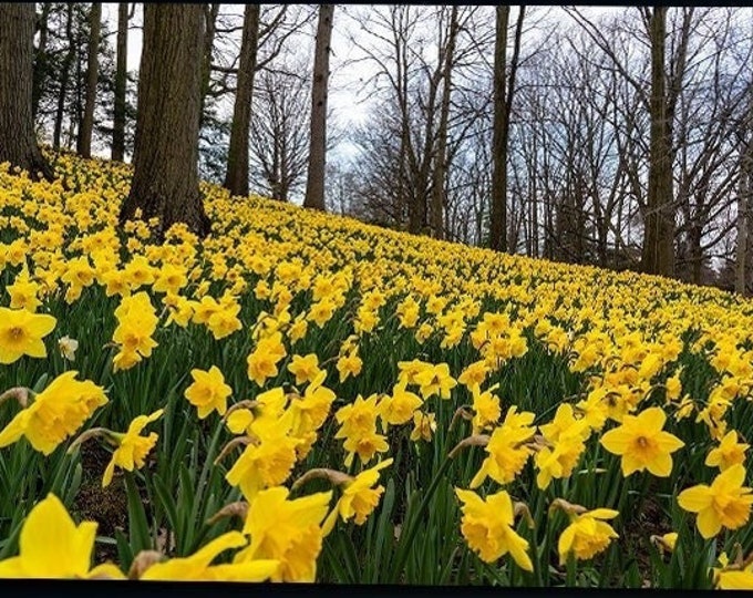 Daffodil Hill At Lakeview Cemetery - Cleveland, OH (Fine Art Print)