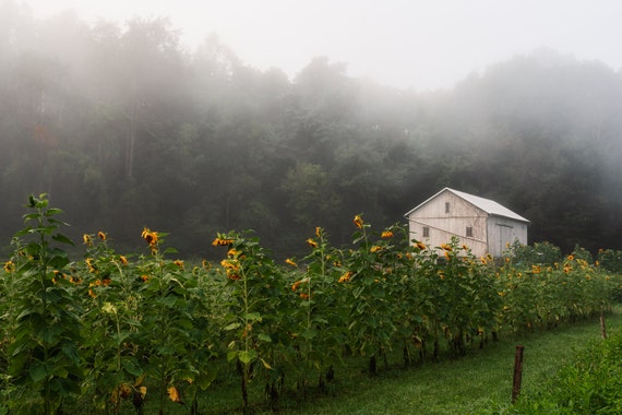 Sunflowers - Cuyahoga Valley National Park