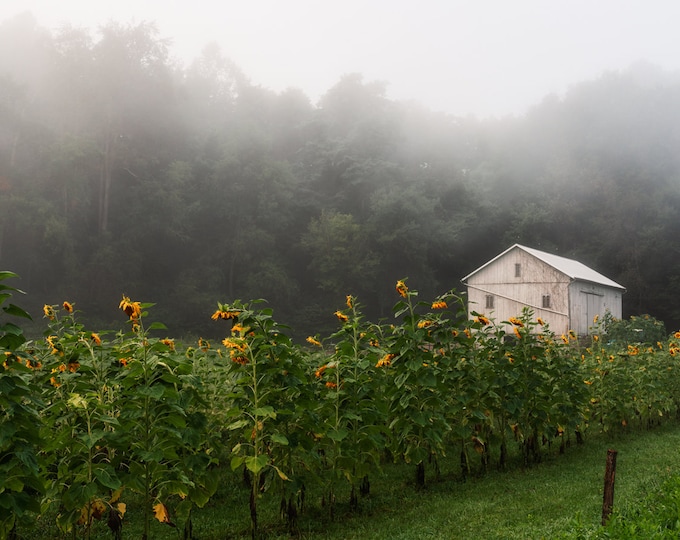 Sunflowers - Cuyahoga Valley National Park (Fine Art Print)