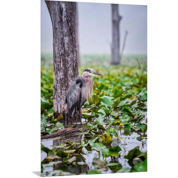 The Great Blue Heron - Cuyahoga Valley National Park