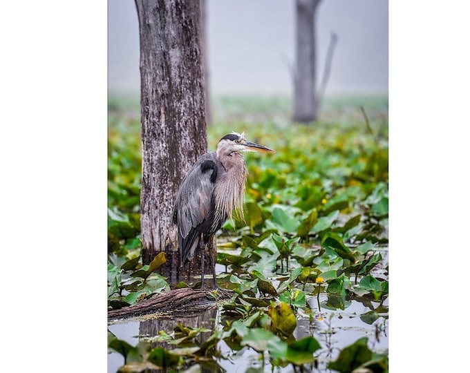The Great Blue Heron - Cuyahoga Valley National Park
