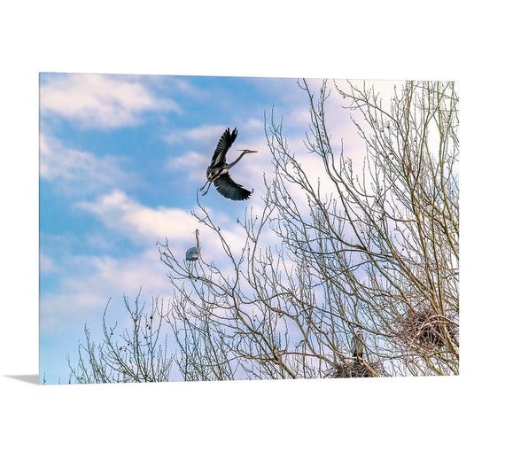 Return of the Great Blue Herons | Cuyahoga Valley National Park | Ohio | Cleveland | Akron | National Park Art | CVNP | Birding | Bird Art