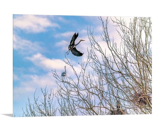 Return of the Great Blue Herons | Cuyahoga Valley National Park | Ohio | Cleveland | Akron | National Park Art | CVNP | Birding | Bird Art
