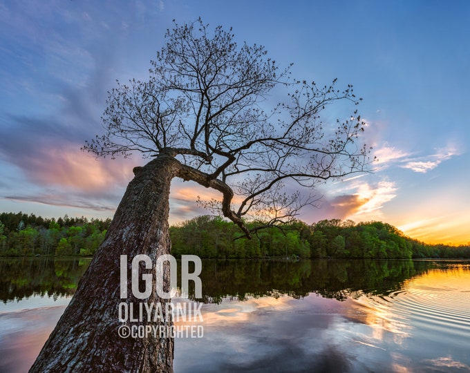 Reaching out - Hinckley, OH (Fine Art Print)