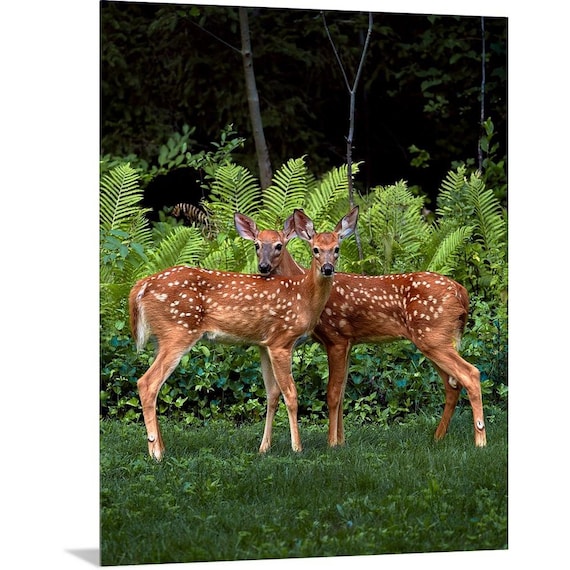 Fawns in the Ferns