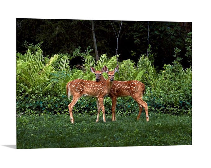 Fawns in the Ferns - Horizontal | Deer Wall Art | Woodland Photo | Nature Gift | Forest Home Decor | Rustic Apartment | Wildlife Print
