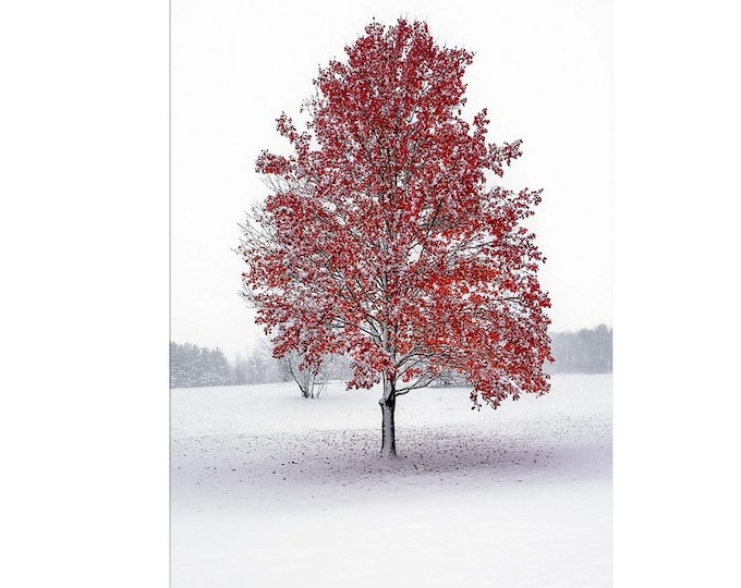 First Snow | Cuyahoga Valley National Park | Ohio | Ohio State | Buckeyes | Winter Wall Decor | Winter Canvas | Ohio State Buckeyes Colors