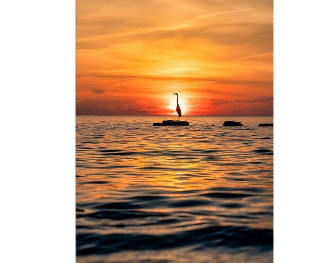 Great Blue Heron - Lake Erie, OH | sunset photography | bird wall art | photography prints (Vertical Orientation)