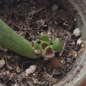 Crassula Ovata Gollum Jade plant rooted cutting
