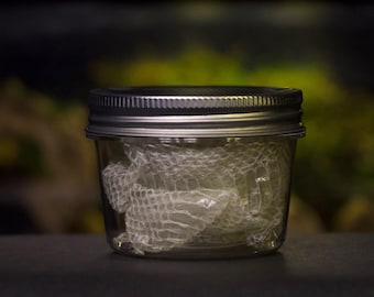 Cobra-do-milho bebê em um pote de plástico de 32 polegadas - Renovação da Serpente