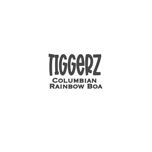 May include: The image shows the text "Tiggerz Colombian Rainbow Boa" in a bold, playful font. The text is in black against a white background. The words are stacked, with "Tiggerz" above "Columbian Rainbow Boa".