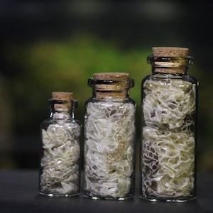 Adult Ball Python Shed in A Glass Display Bottle - Serpent’s Renewal