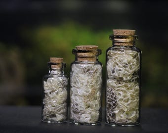 Pequeno frasco de vidro para exibição com muda de pele natural e autêntica de píton-bola adulta.