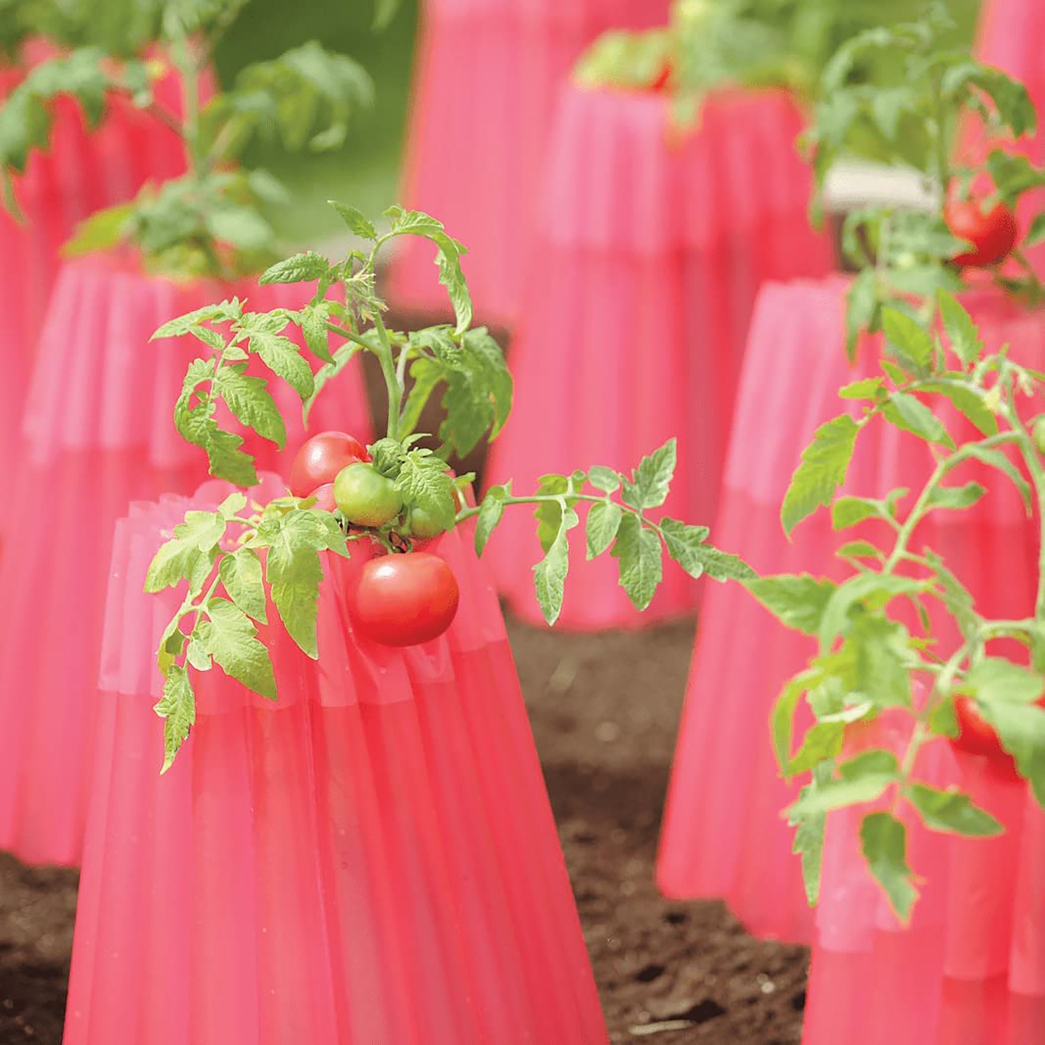 The Original Kozycoats Frost Protection 10 Pack Bonadea Gardens Etsy