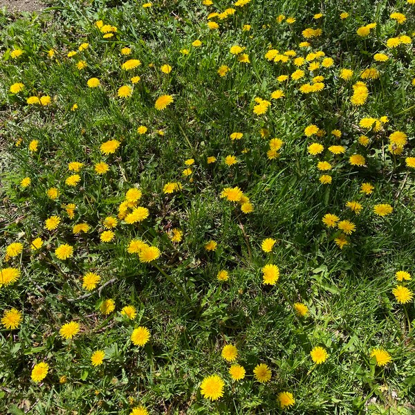 FRESH 2024 Dandelion Flowers, Organic Dandelion Flowers, Natural plant - great for teas, salve, crafting.