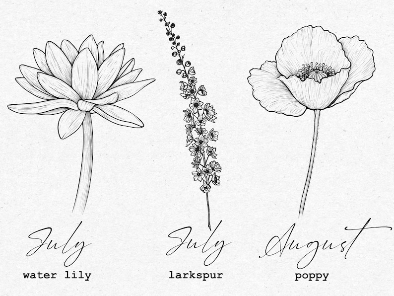 May include: Black and white line drawings of three flowers: a water lily, larkspur, and a poppy. The flowers are labeled with their names and the months of July and August.