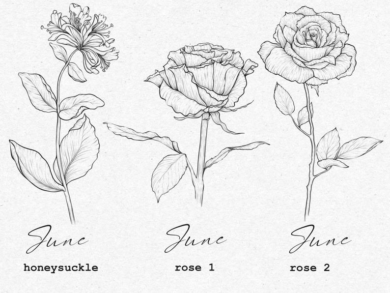 May include: Line drawing illustration of three flowers: honeysuckle, rose 1, and rose 2. The flowers are labeled with the month "June" and the name of the flower.