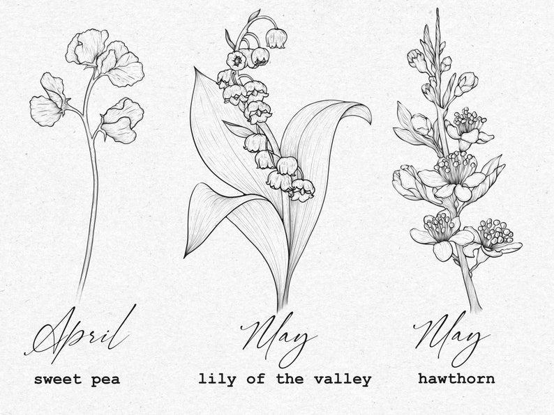 May include: Line drawing illustrations of three flowers: sweet pea, lily of the valley, and hawthorn. The flowers are labeled with their names and the months they bloom in: April, May, and May.