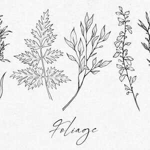 May include: Five black and white line drawings of different types of foliage, including ferns, grasses, and branches. The word "Foliage" is written in cursive at the bottom of the image.