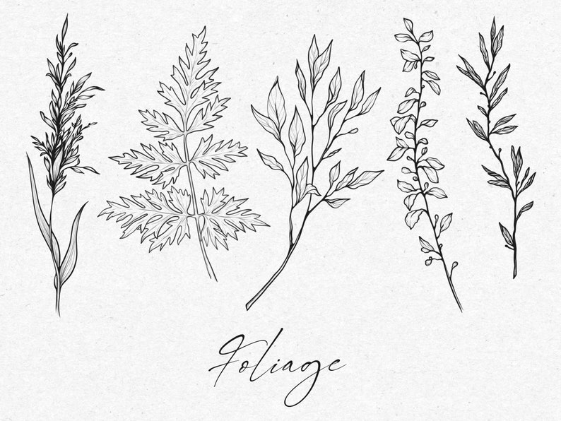 May include: Five black and white line drawings of different types of foliage, including ferns, grasses, and branches. The word "Foliage" is written in cursive at the bottom of the image.