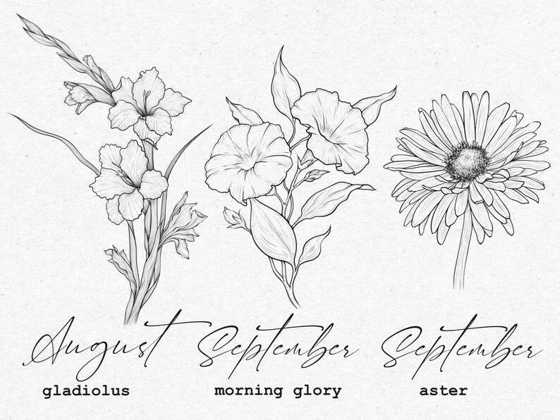 May include: A black and white line drawing of three flowers. The first flower is a gladiolus, labeled "August". The second flower is a morning glory, labeled "September". The third flower is an aster, labeled "September".