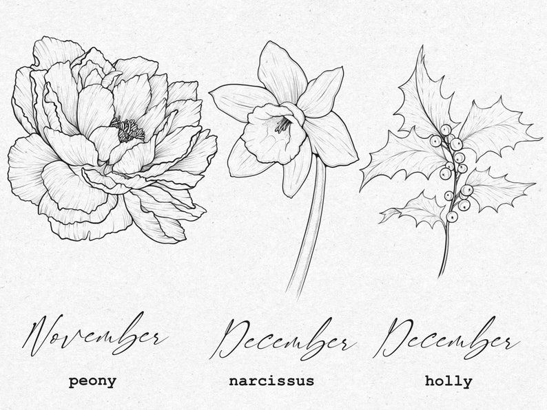 May include: Line drawing illustration of three flowers: a peony, a narcissus, and holly. The peony is labeled "November peony", the narcissus is labeled "December narcissus", and the holly is labeled "December holly".