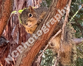 Patient Squirrel