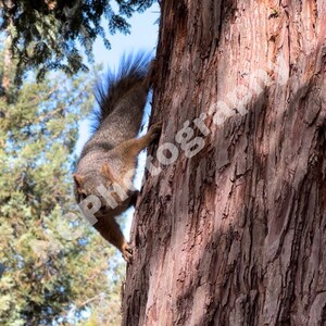 Squirrel Action Shot