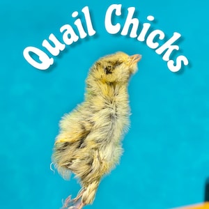 Whole Quail Chicks | Homemade Dog Treats | Raw Training Treat | Dog Chew | Natural Kibble Topper | Gourmet Pet Gift | Dried Enrichment Bone
