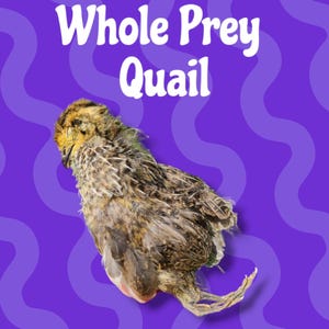 Whole Prey Quail | Homemade Dog Treats | Raw Training Treat | Dog Chew | Natural Kibble Topper | Gourmet Pet Gift | Dried Enrichment Bone
