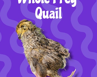 Whole Prey Quail: Homemade Natural Dog Training Treat