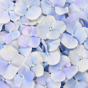 Peut inclure: Un amas dense de fleurs d'hortensia composé de multiples pétales à quatre lobes dans des tons bleu clair, pervenche et blanc doux. Chaque fleur individuelle présente un petit centre jaune pâle, créant un motif floral uniforme et superposé.