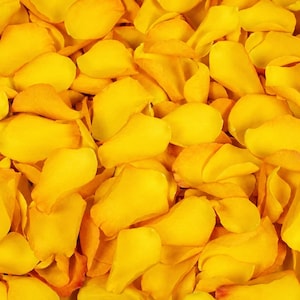 May include: A dense collection of vibrant yellow rose petals layered together. Each petal features a soft, curved shape with smooth edges and a consistent bright yellow hue, creating a textured surface of overlapping floral elements.