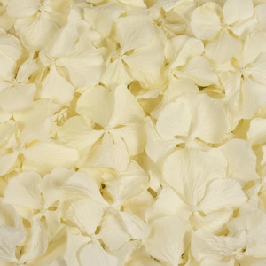 White Dried Hydrangea Petals Wedding Confetti — Biodegradable Boho Chic Ceremony