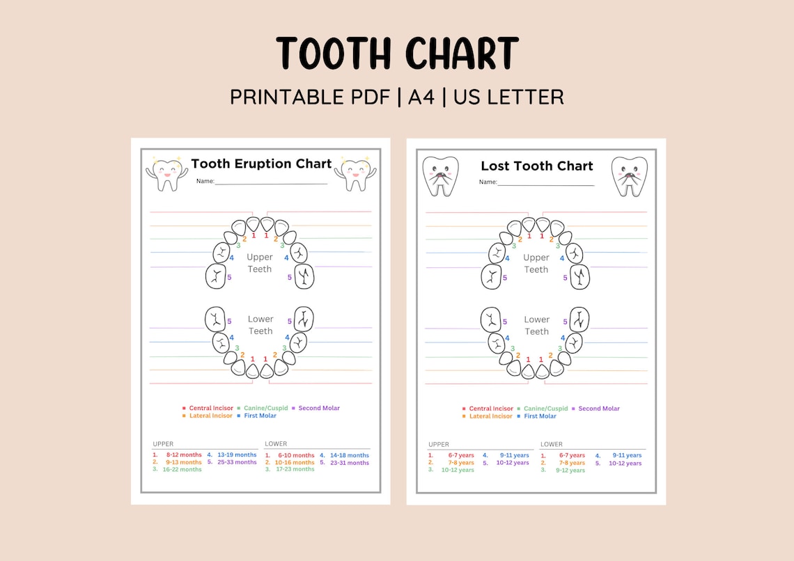 Printable Tooth Eruption Chart & Lost Tooth Chart • Baby Tooth Tracker