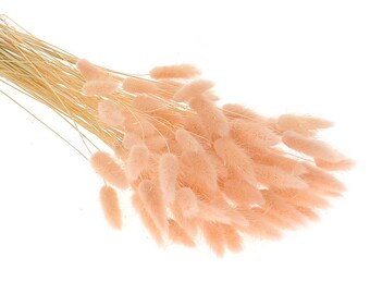 Dried Light Pink Lagurus, Bunny Tail Grass, 60 Stems, for Home Decor and Craft
