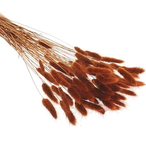 Hierba cola de conejo seca, Lagurus naranja quemado, 60 tallos, para decoración del hogar y manualidades.